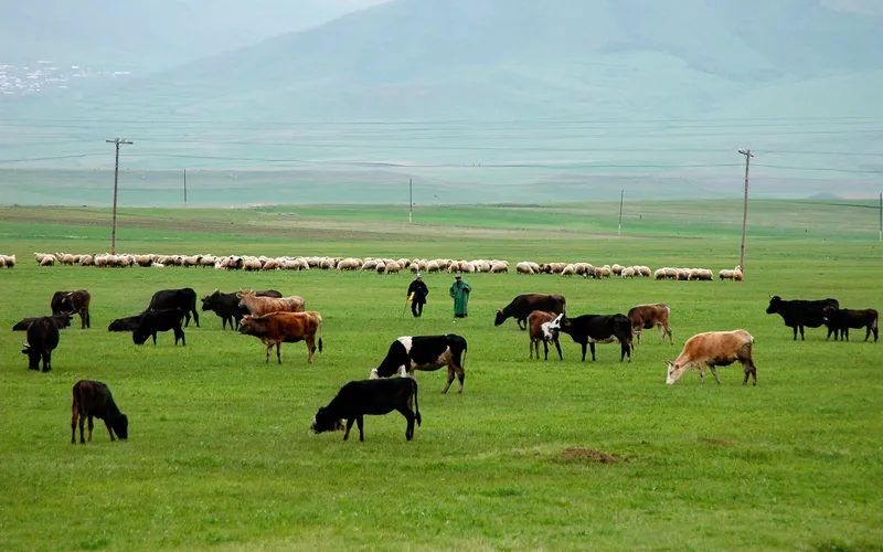 Ոչխարի խուզի փառատոն