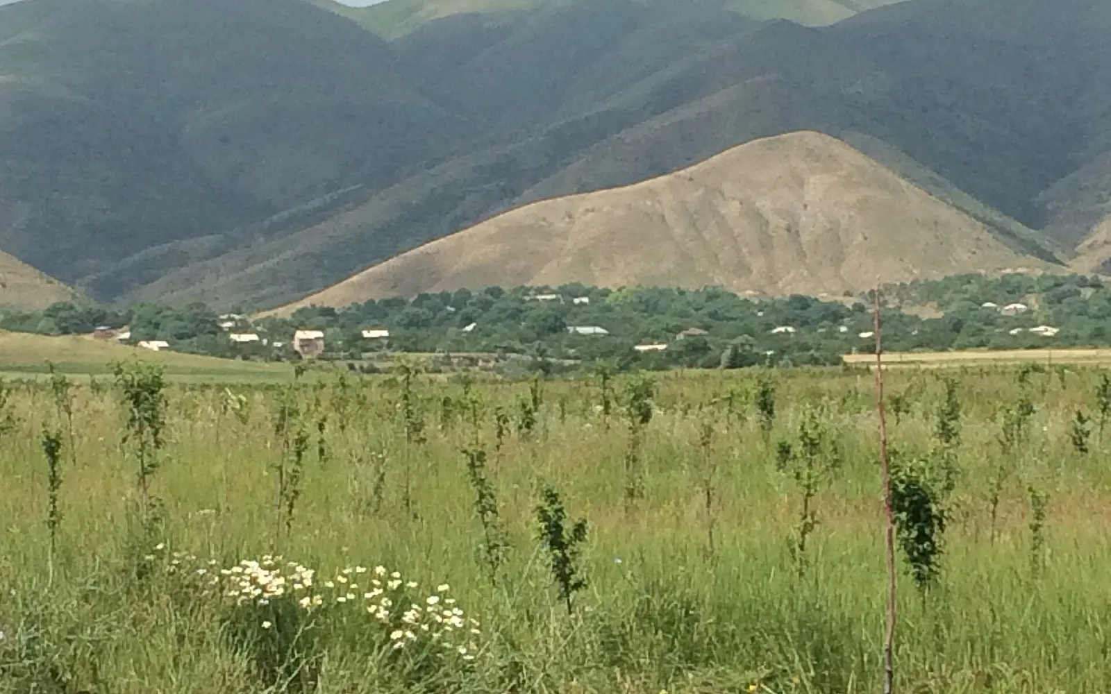 Կեռասի փառատոն — Արարատ