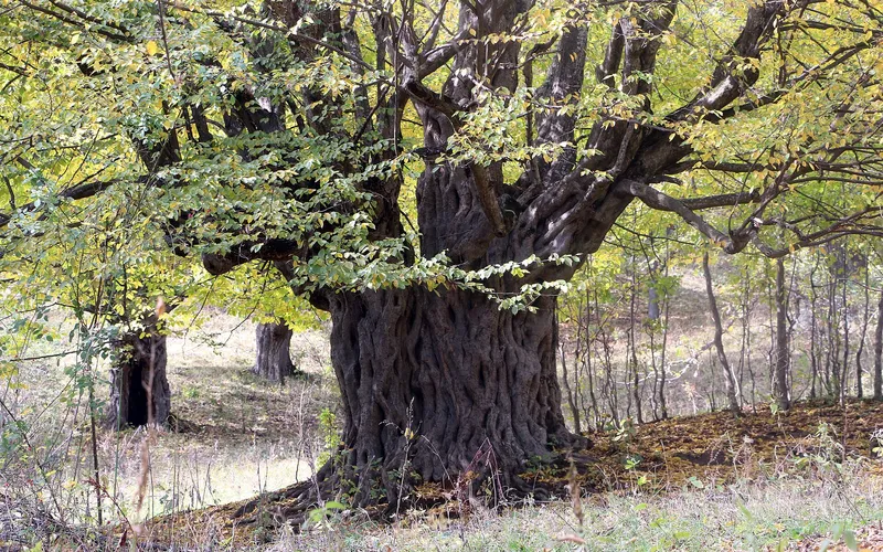 Դիլիջան — фото 2