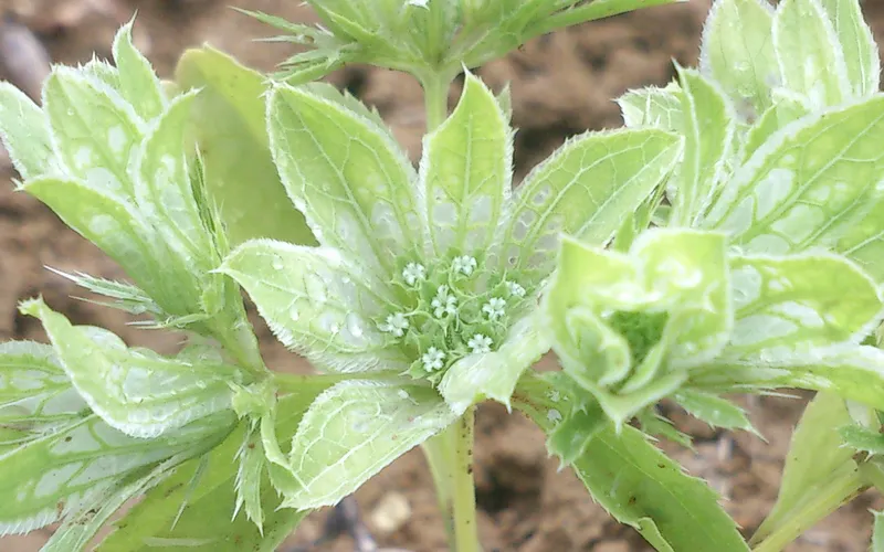 Գեղադիր — фото 2