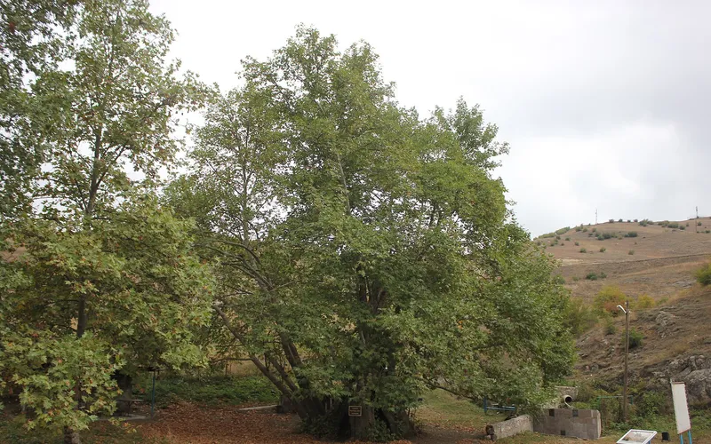Սարիգյուղ — фото 2