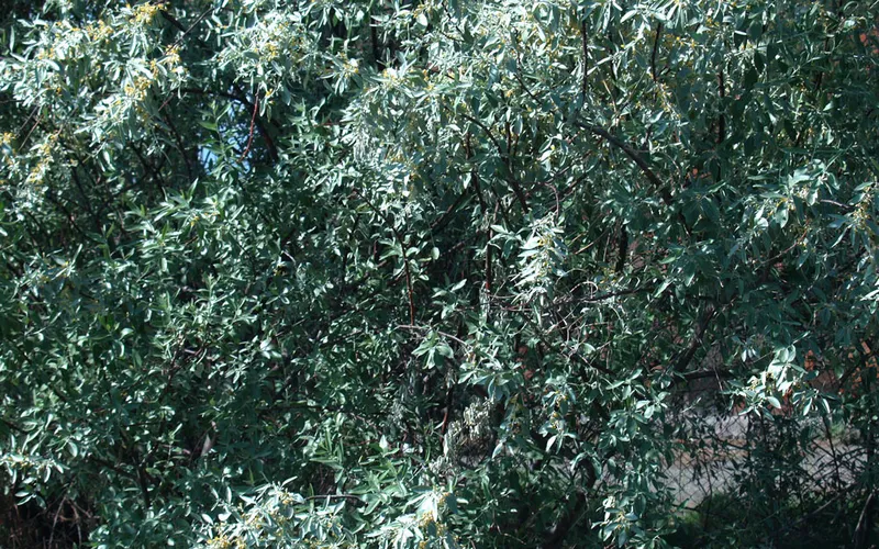 Տանձուտ — фото 4