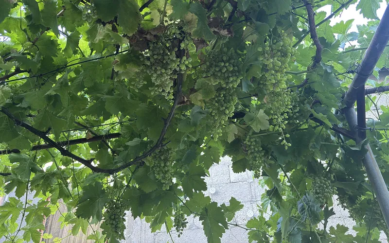 Ալվանք — фото 1